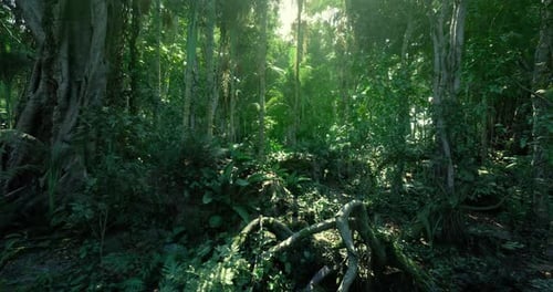 Lush Tropical Forest Fly Through Animation