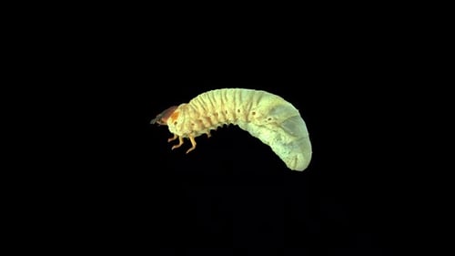 Rhinoceros Beetle Larvae 4