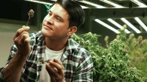 Marijuana Farmer Tests Marijuana Buds in Curative Marijuana Farm