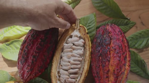 Cocoa Pods 035Fruta de cacau fresca com grãos e folhas de cacau em uma mesa de madeira à luz do sol.