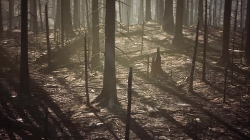 Burned Forest Landscape Showing the Aftermath of a Wildfire Event