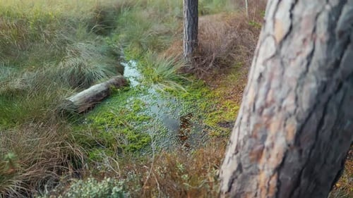 Detailed Image of Marshy Pine Surroundings Closeup View of Mossy Pine and Wetland Features