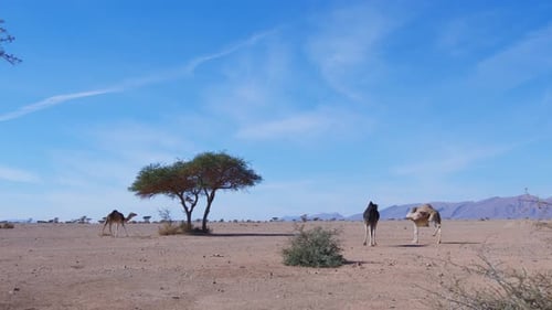 Dromedarys in westsahara, mauritania and morocco