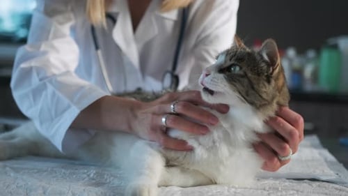 Domestic cat at veterinary clinic, close up, vet doctor with hands examine cat on table
