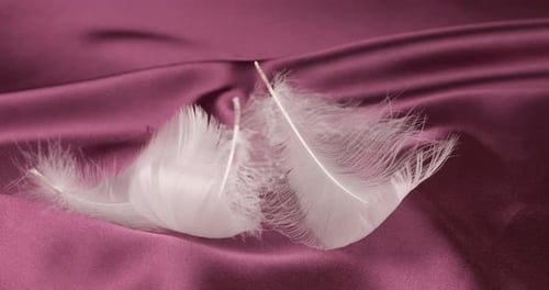White Feathers Falling on Smooth Magenta Fabric
