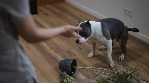 Guilty Dog Stands Next to Overturned Plant