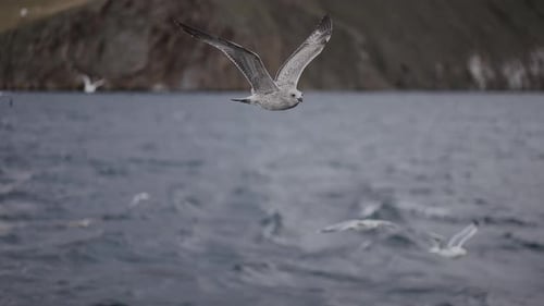flying seagulls on Lake Baikal grab food, The nature of Lake Baikal in Siberia