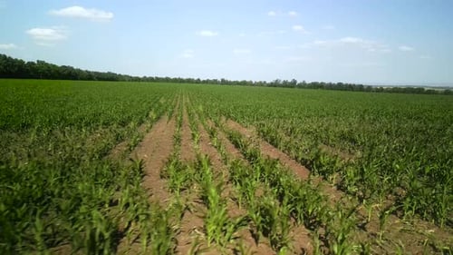 Green corn field aerial view