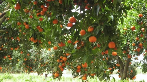 Tangerine garden with ripe tangerine s on the branches on a sunny spring day.