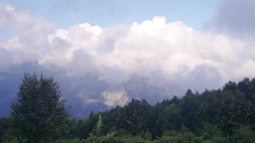 Clouds In The Pine Forest.