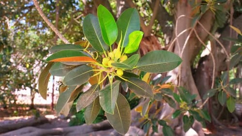 Ficus Macrophylla Blätter und Früchte