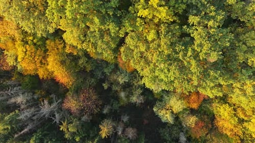 Aerial top-down view of a dense forest during autumn, showcasing a vivid mix of green, yellow, and