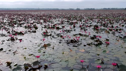 Water lily pond river sea,Water lily blooming,Beautiful aerial shot,group