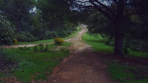 Walking through a pathway at the forest on a cloudy day
