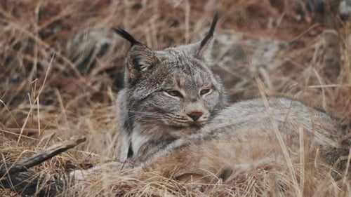 Closeup Of Canada Lynx Lying On Dry Grass In Yukon, Canada.