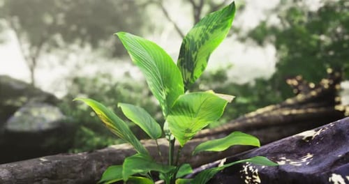 Lush Green Plant Growing Near Natural Sunlight in a Serene Forest Environment