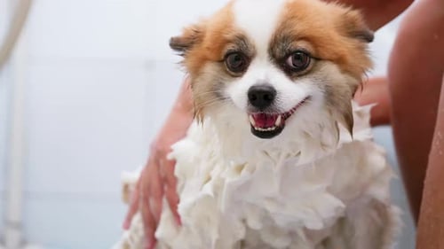 Close up shot Hand's woman grooming, shower and bathing little happy enjoy chihuahua dog