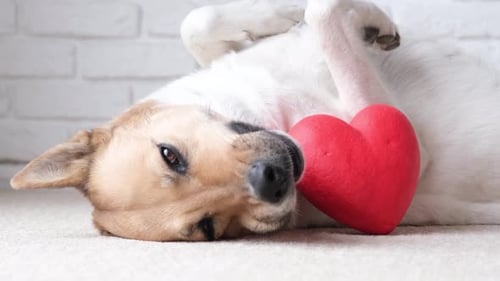 dog holding red heart, lying on rug at home