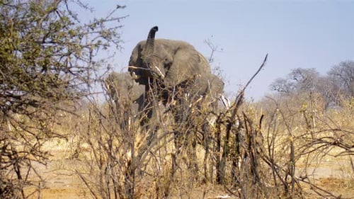 African Elephants Walking in the wild