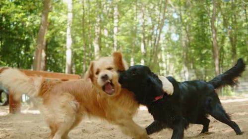 Golden Retriever Playing with Black Labrador in Playground
