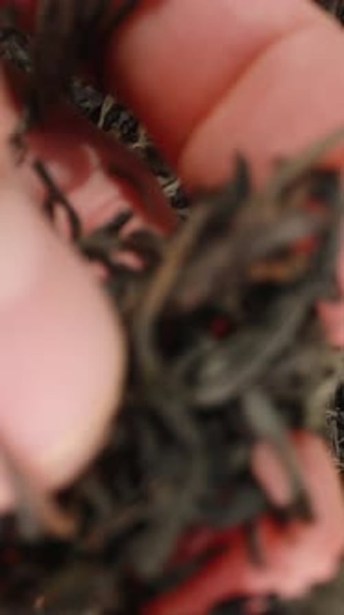 Vertical video. Background of dry tea leaves, a male hand takes a handful and brings.