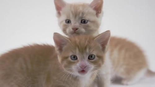 Ginger Kittens Yawning Together on White Background