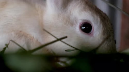 White Domestic Rabbit In The Aviary Close Up