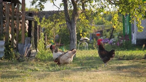 Chickens Foraging Freely in a Rural Farmyard