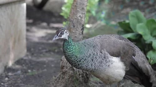 Peacock Eating in Natural Habitat