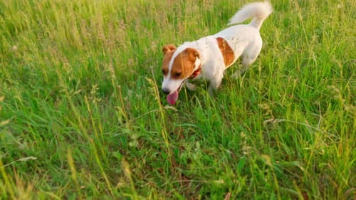 Happy Dog Running Through Green Grassy Meadow
