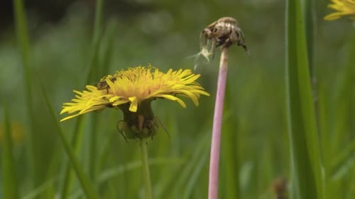 Golden dandelion in bloom, up close bee pollinating in rural field