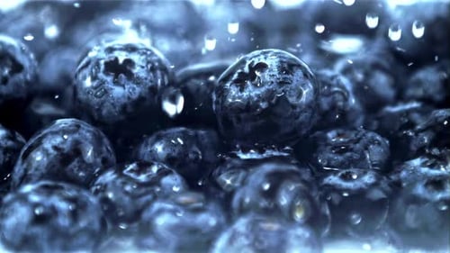 Fresh Blueberries with Droplets in Extreme Close Up