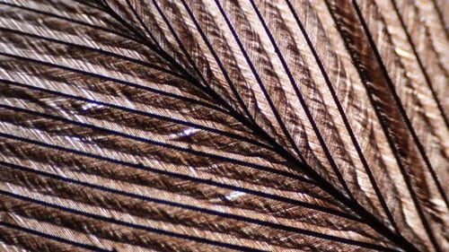 Brown colored feather under microscope. Close up view