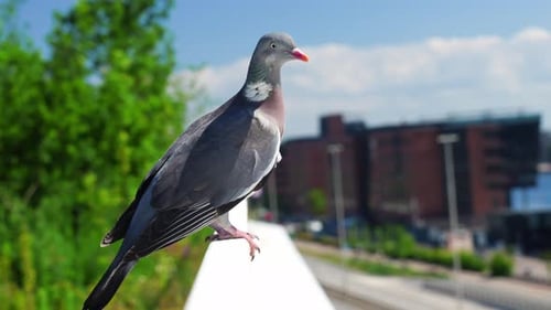 Pigeon Perched on Railing in City Park