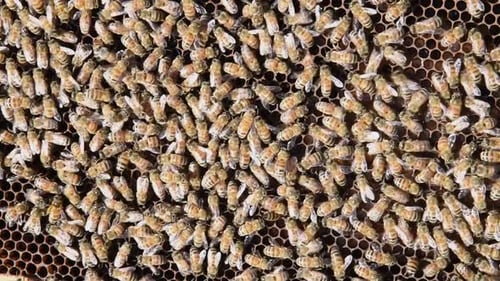 Honigbienen bearbeiten fleißig den Bienenstock, um Honig für einen Imker zu produzieren.