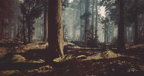 Majestic Forest Landscape Basking in Soft Afternoon Light