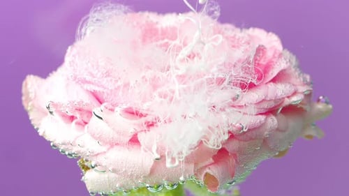 Elegant Pink Flower with White Swirls on Lilac