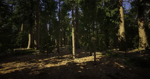 Sunlight Filtering Through Tall Trees in a Lush Forest at Midday