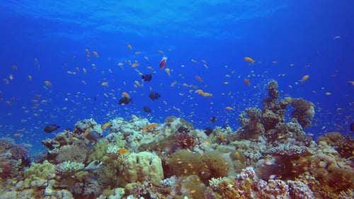 Underwater Sea Fish Coral Reef