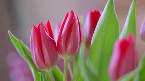 Pretty Tulip Plant Flowers Indoors with Natural Lighting with Camera Rotating in Slow Motion