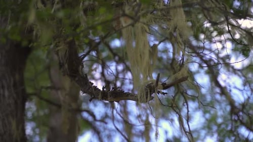 Closeup green mosses and lichens on trees with blue sky background in slow motion and 60 fps