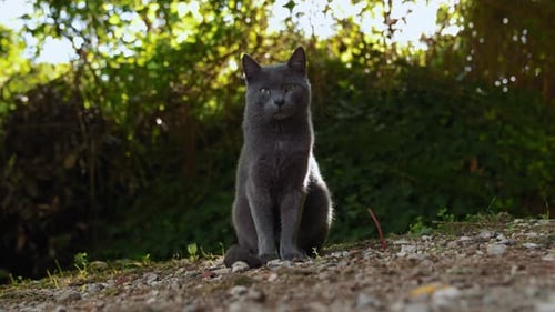 An adorable, beautiful wild gray stray cat is observing with its curious green eyes, captured as clo