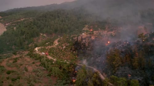 Forest Fire Burning Trees