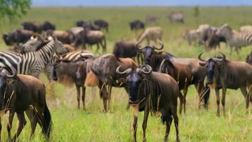 Um grande rebanho de gnus na natureza em um prado junto com zebras