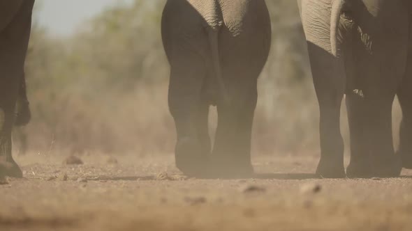 Medium shot of elephant's backsides walking away in a lot of dust ...