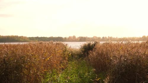 Beautiful Autumn Landscape with Lake Sunset Sky Pampass Grass Water and Forest Trees Background