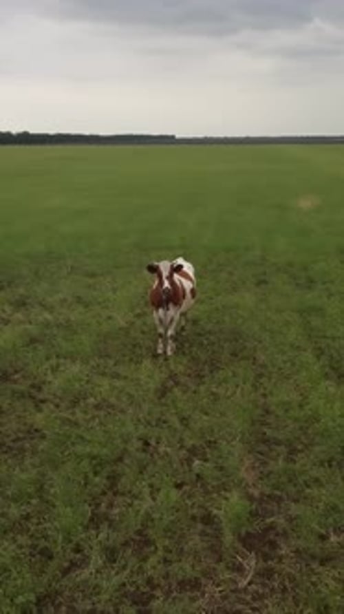 Cow in Green Field Near Grain Elevator Metal Grain Silo in Agricultural Zone Agriculture Storage for