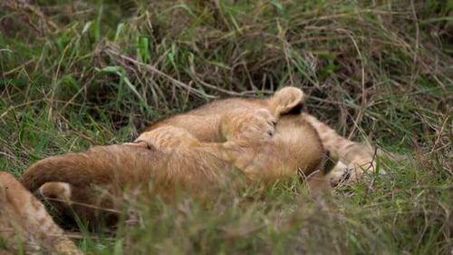 Cute lion cubs wrestling each other playfully on grass; African safari