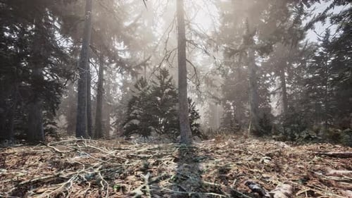 Autumn Pine Forest on a Foggy Morning