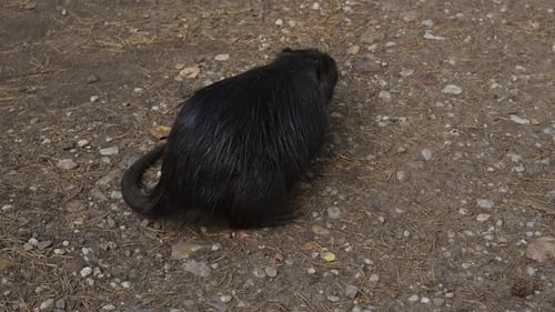 A black wet nutria walks through a pine forest in search of food. The animal is also called coypu